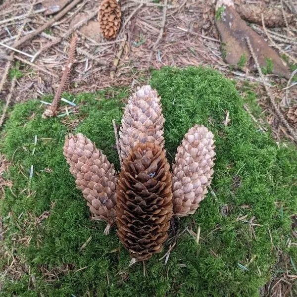 cones-v1