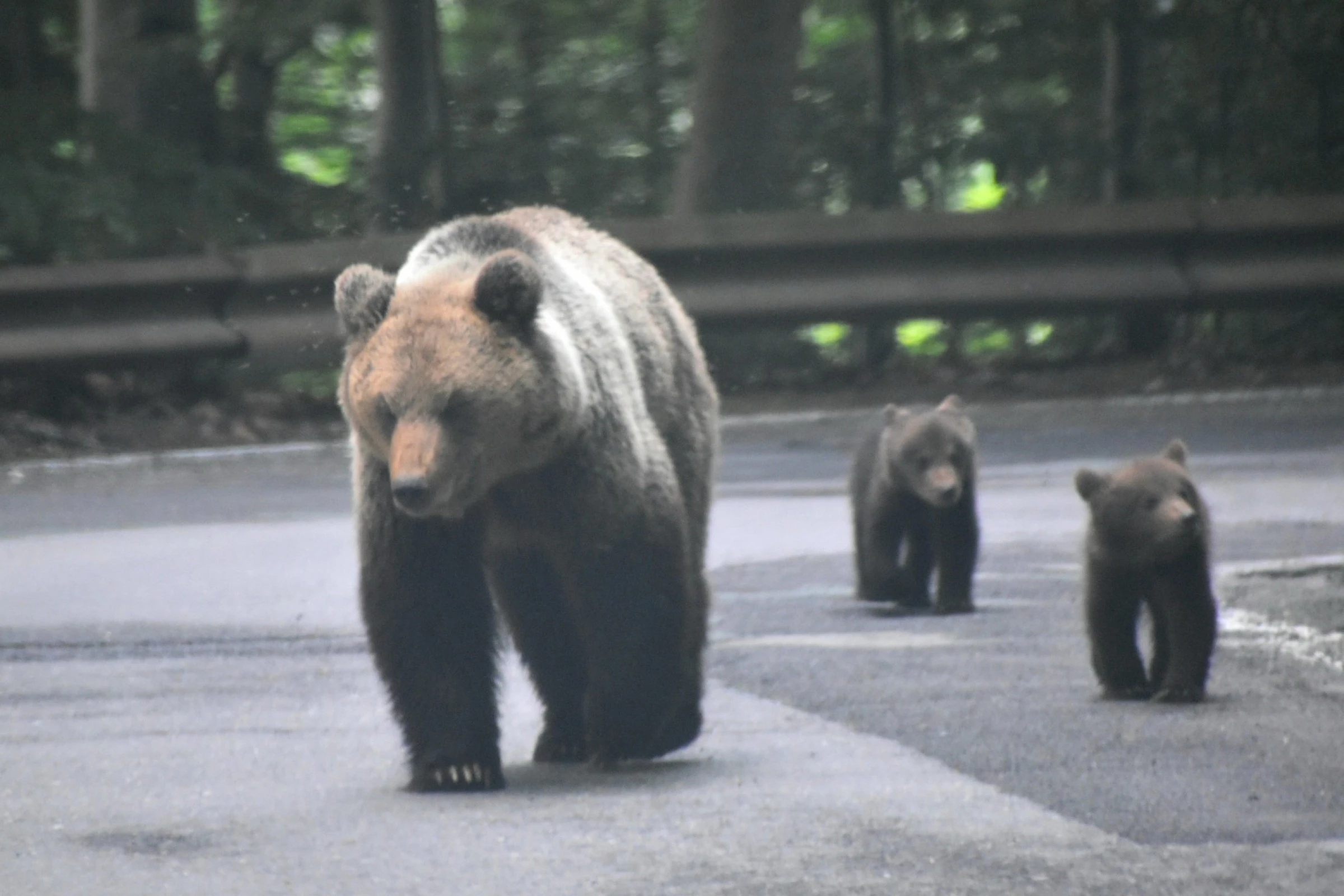 Mummy bear with the kids