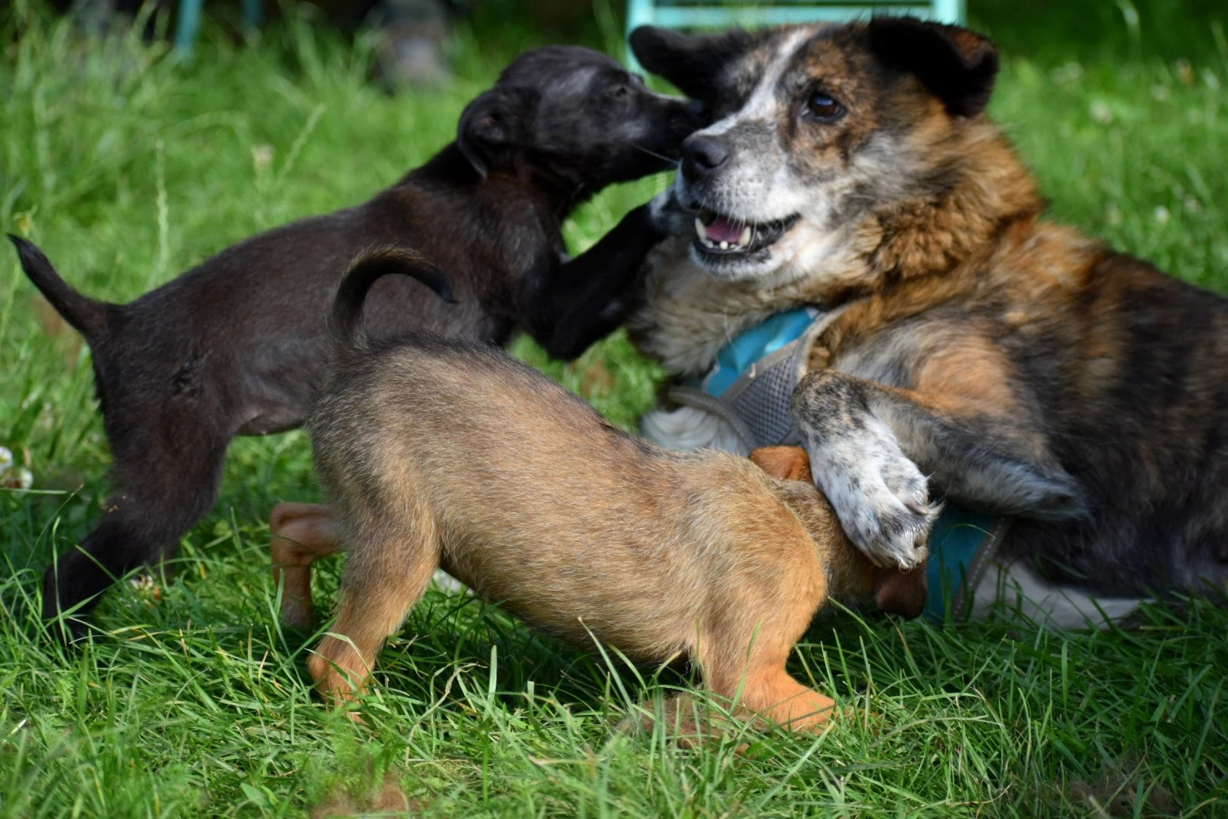 And playing with their foster mum