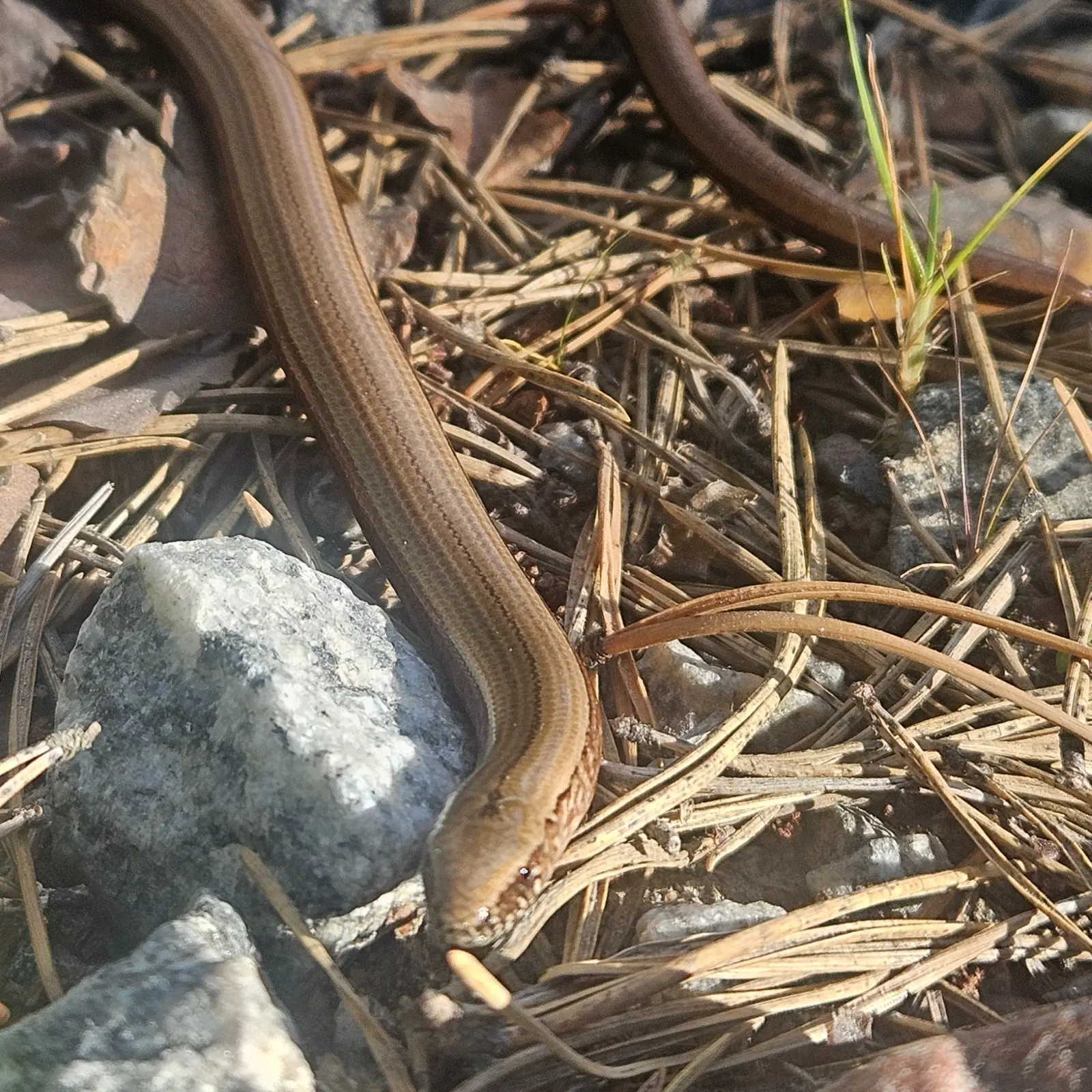 Slow worm found in Sweden