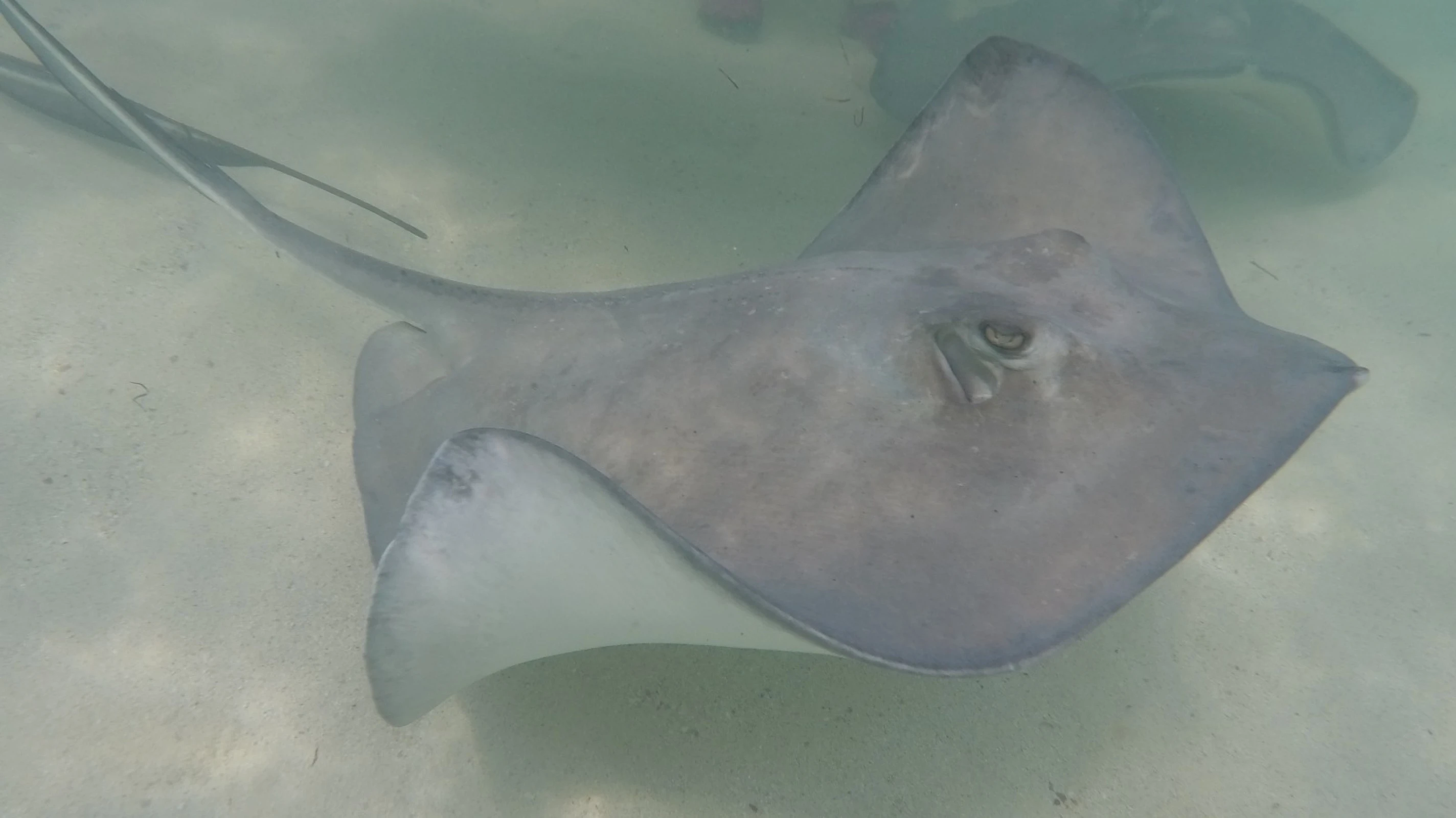 Sting Ray