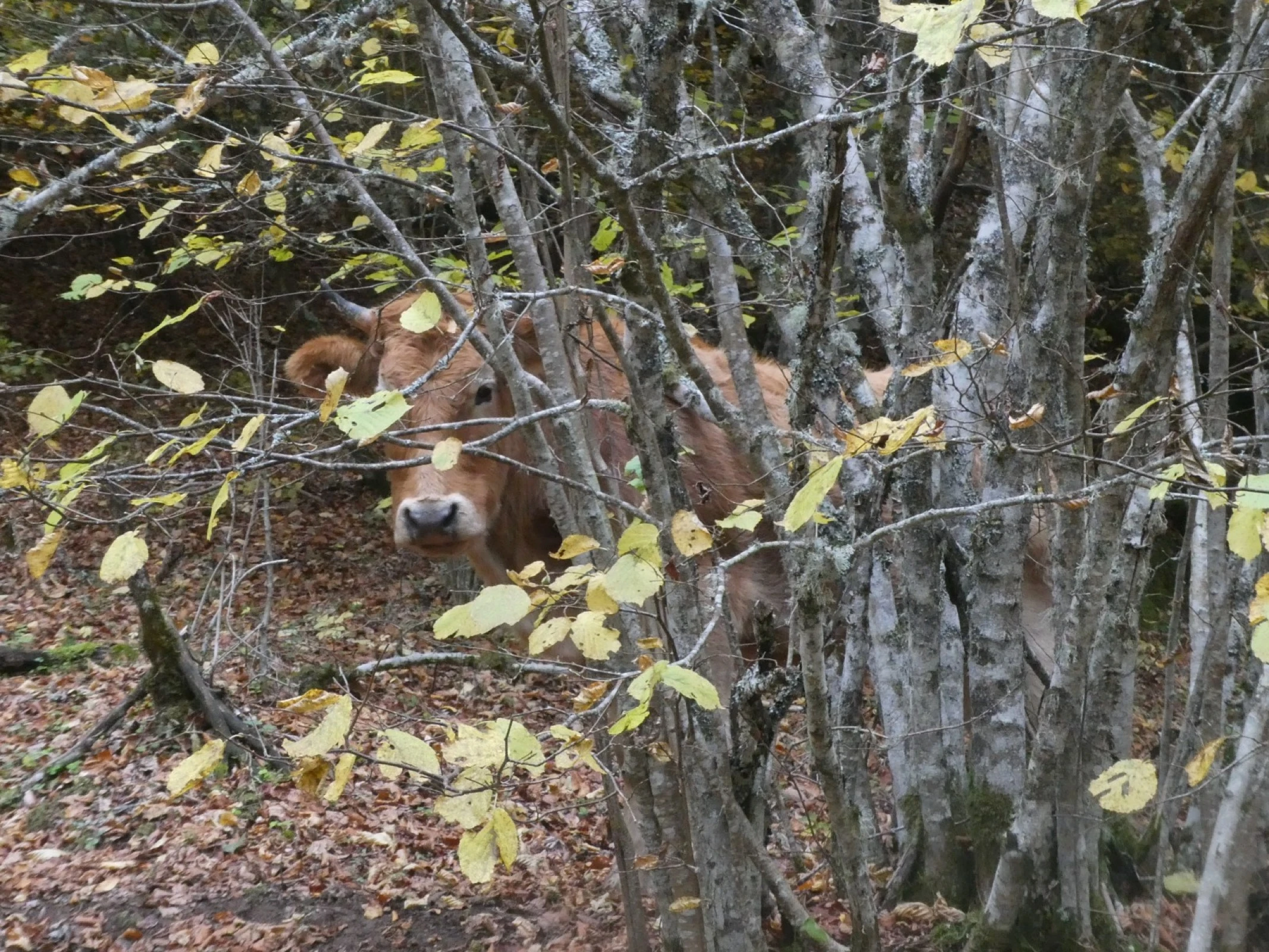 You can't see me, I'm camooflaged!