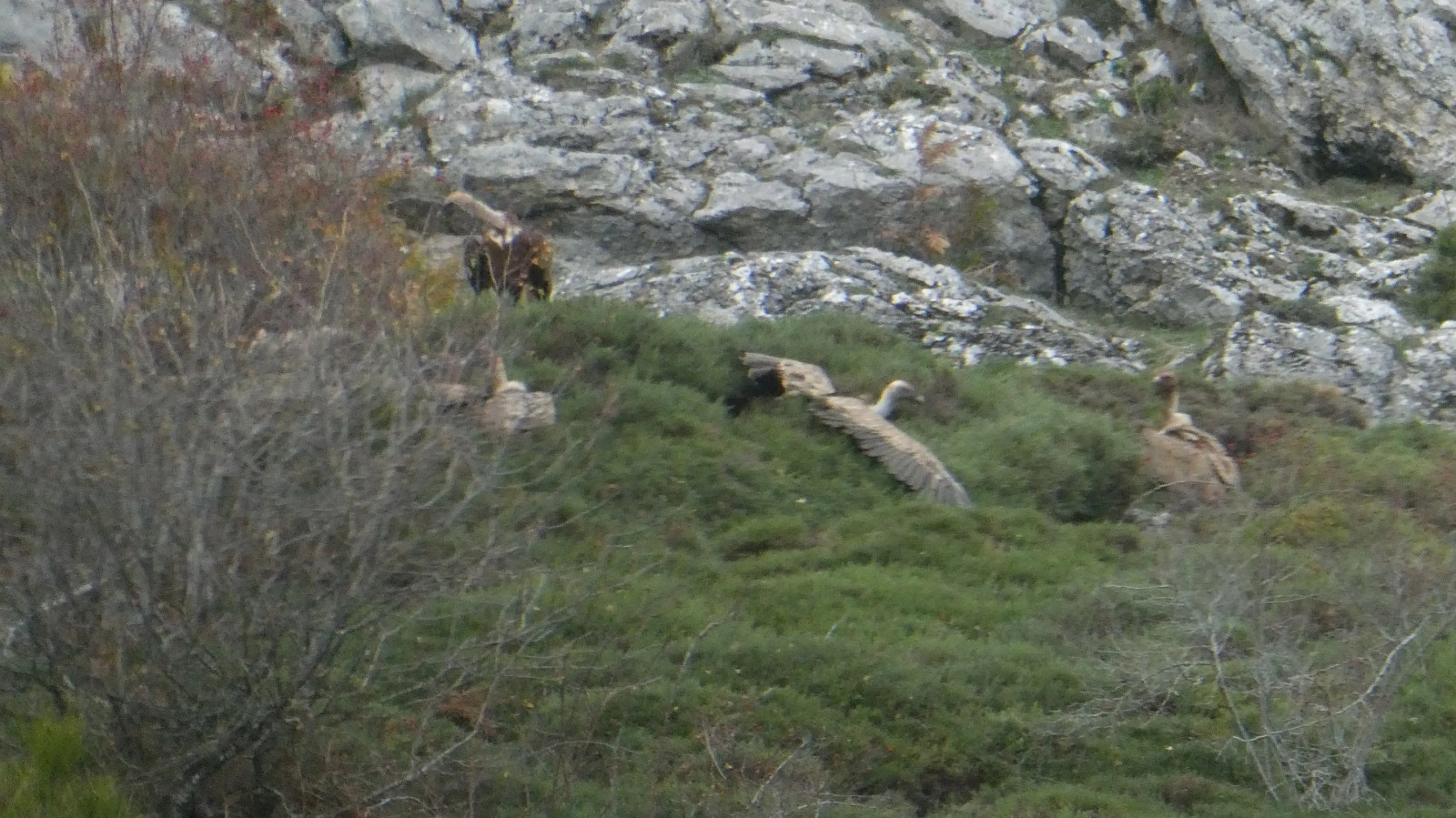 A small wake of vultures