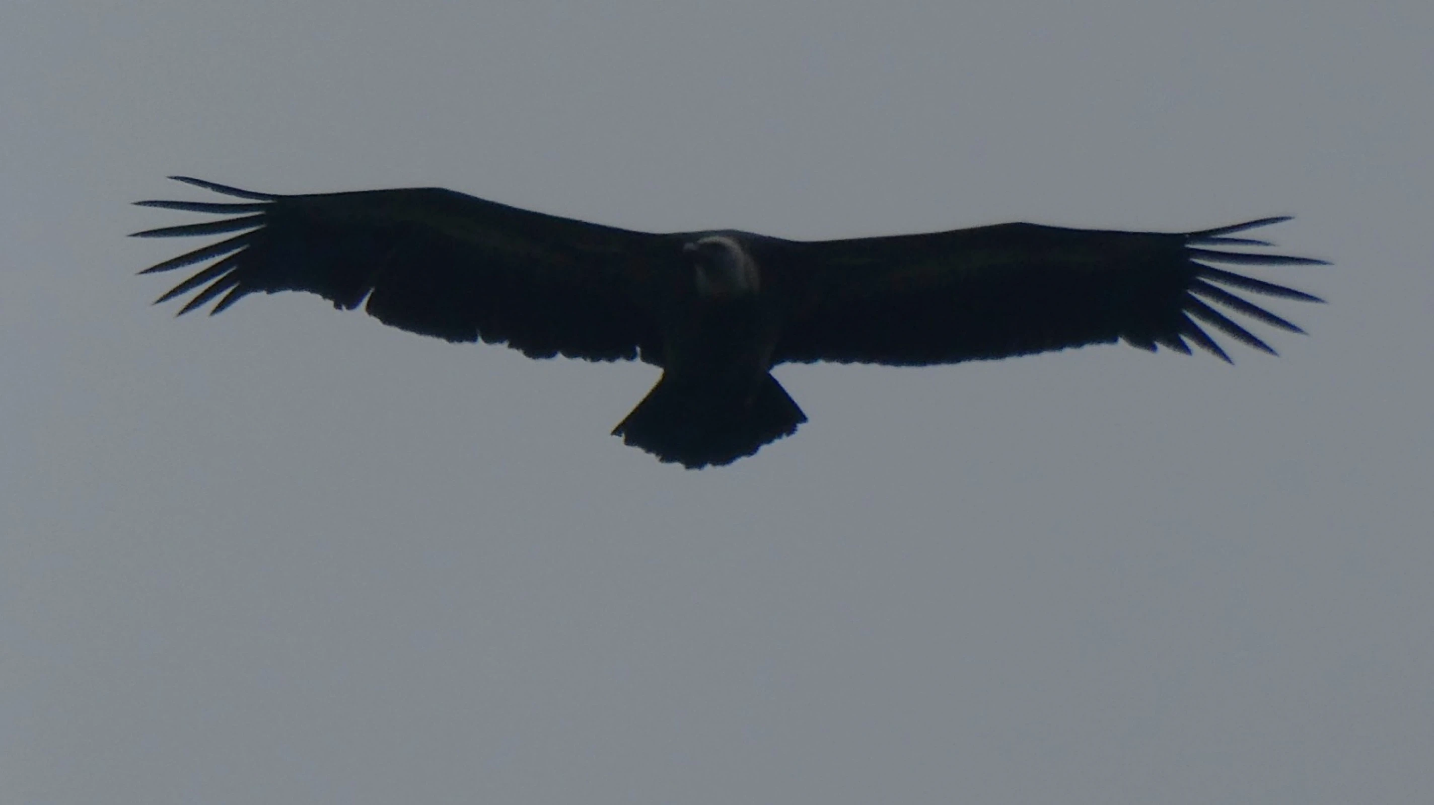 Stretch those finger feathers!