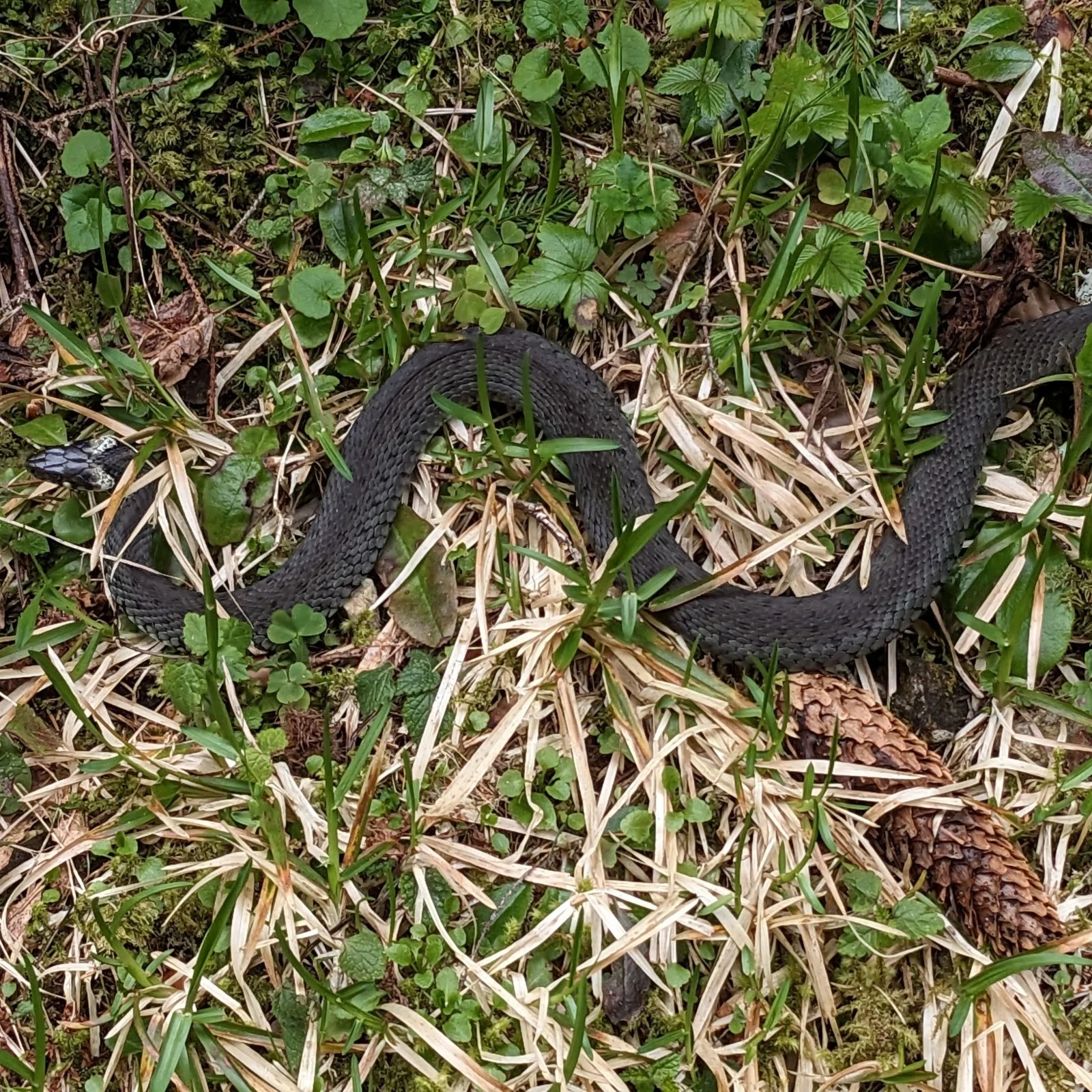 Another gliding snake!