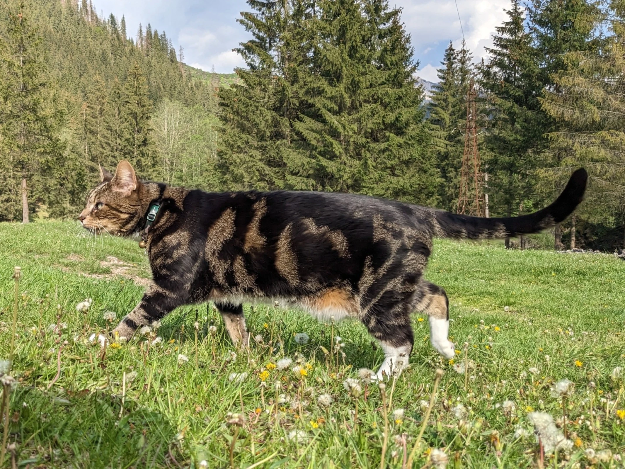 Tuna making a tactical retreat to the motorhome