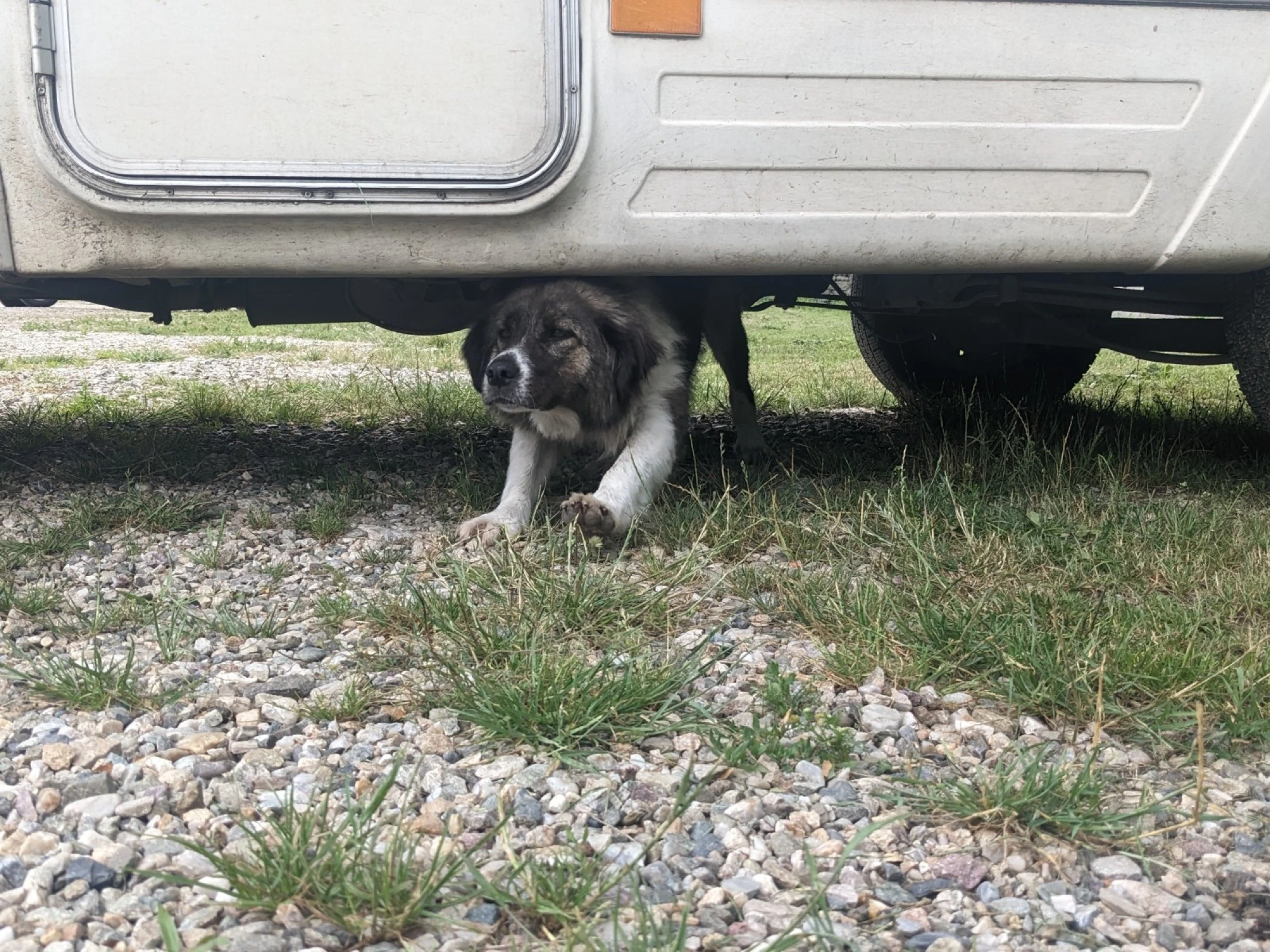A favourite barking spot