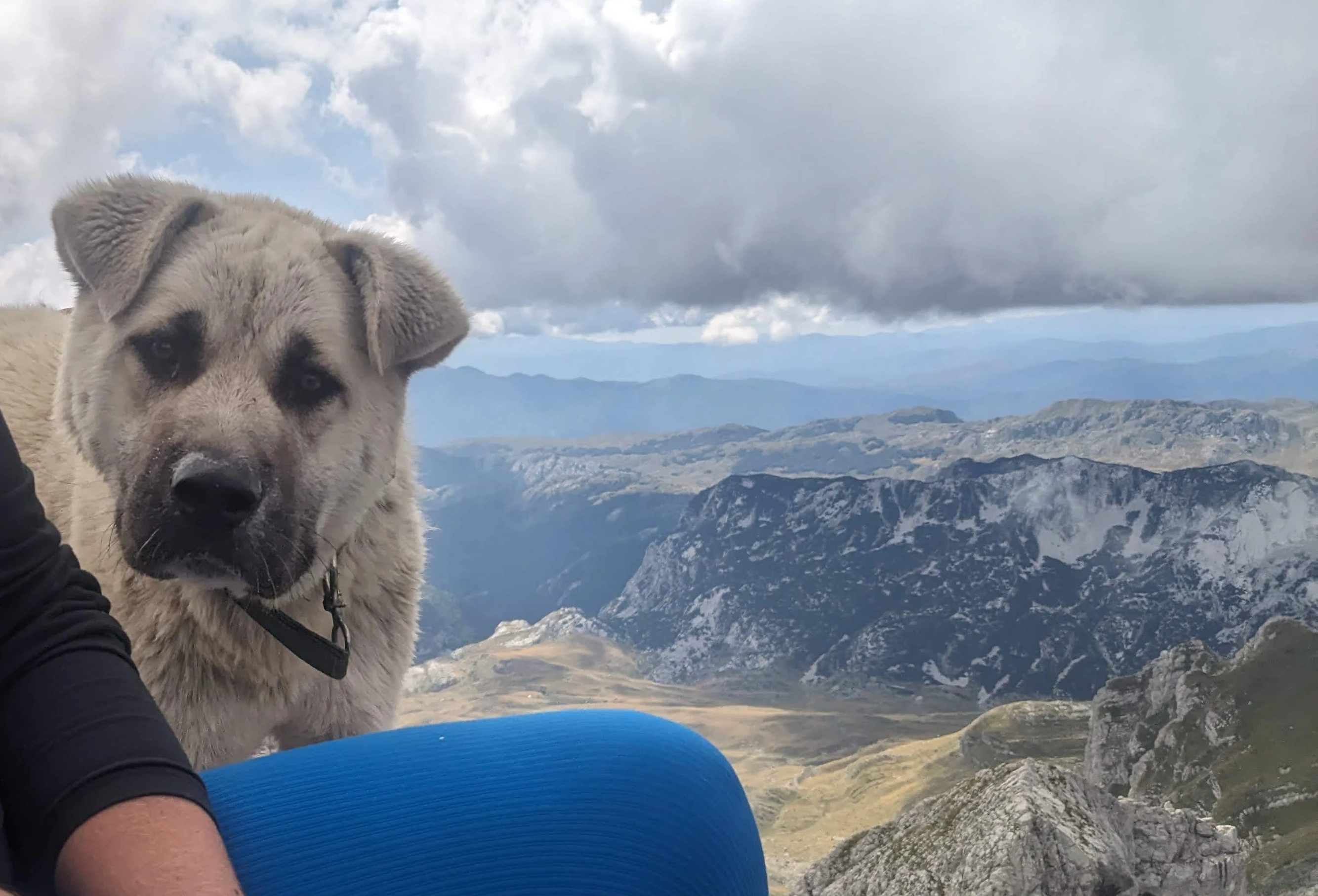 A friend we made at the top of Bobotov Kuk