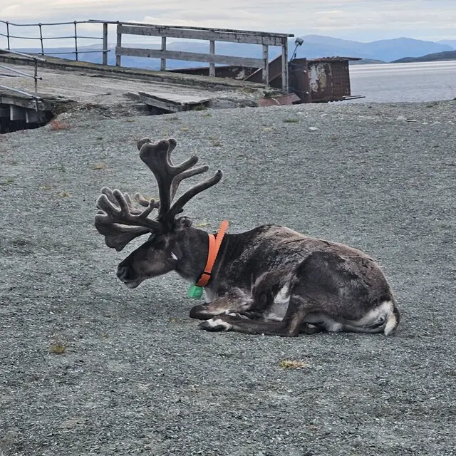 Reindeer parking
