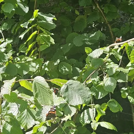Part of the Red Admiral swarm