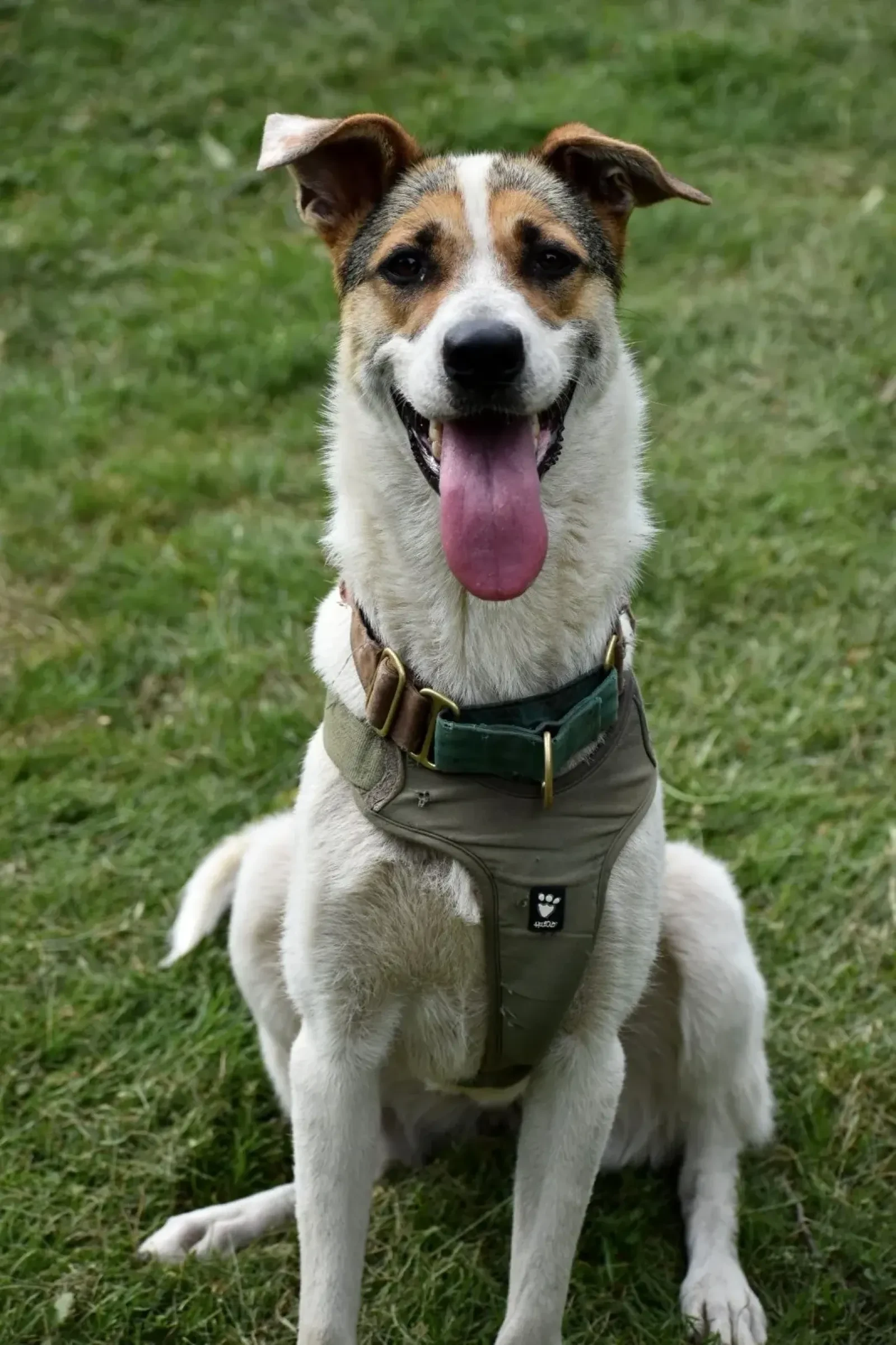 Lara sitting politely