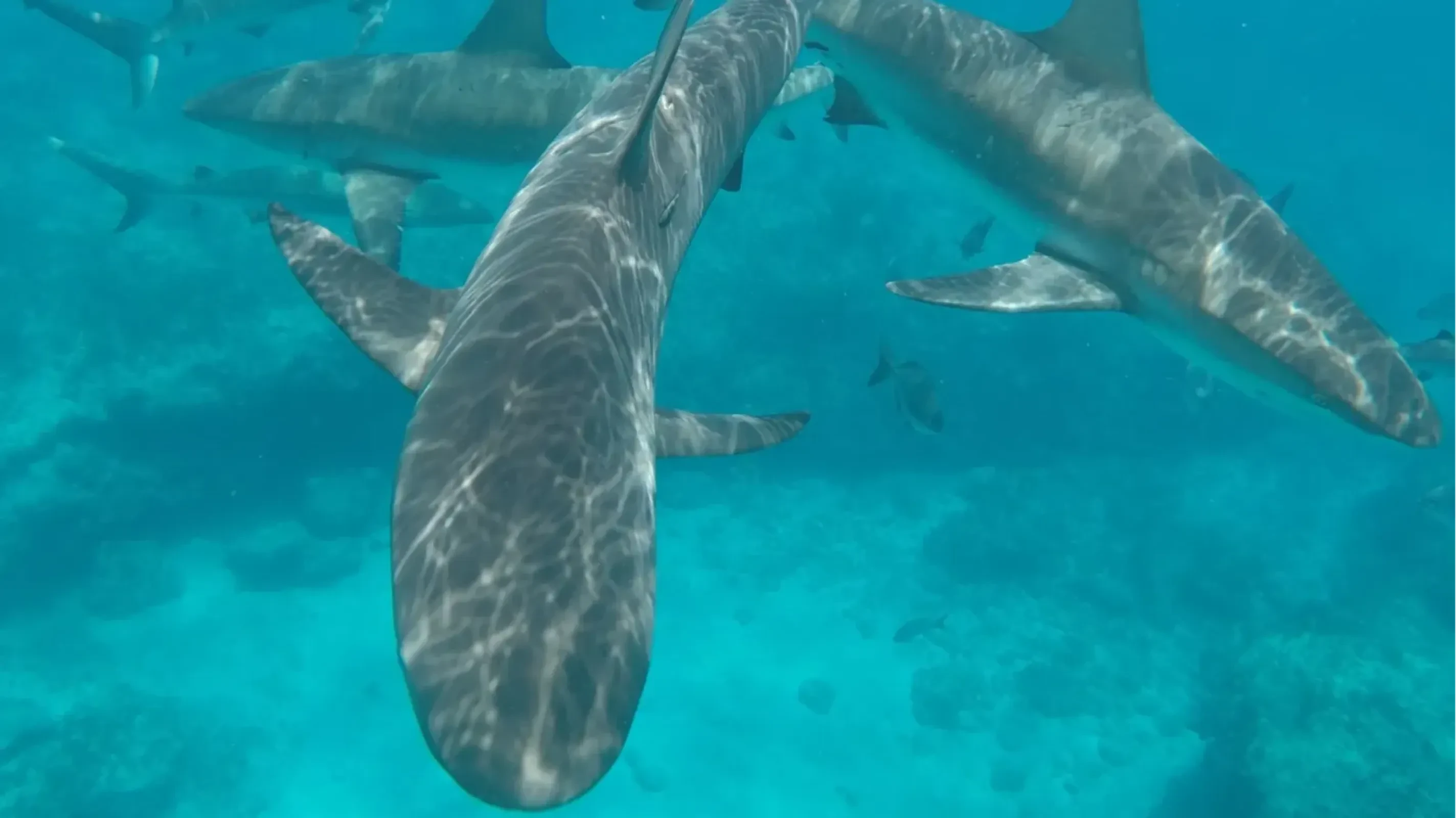 Caribbean Reef Sharks