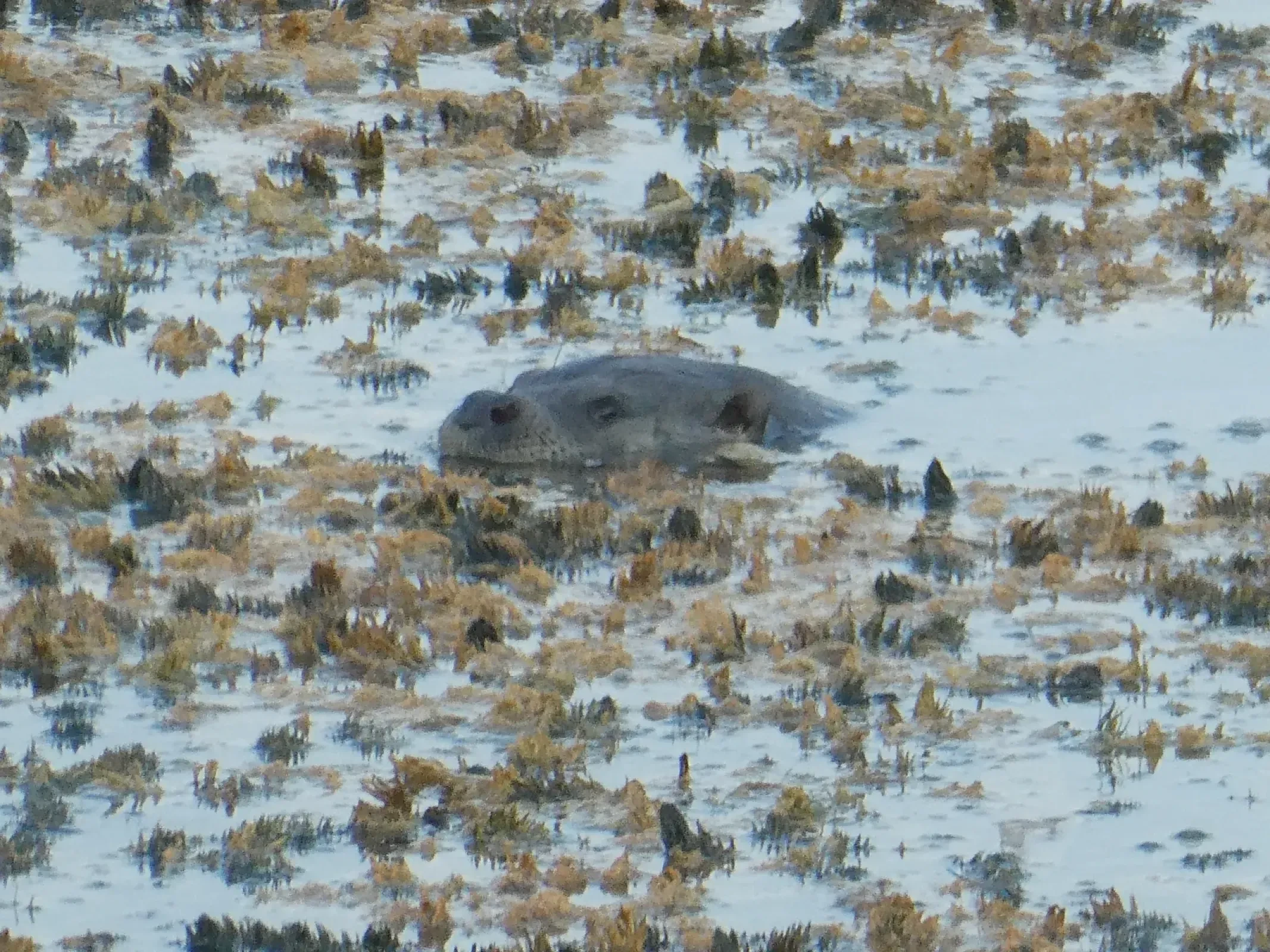 Meeting an Otter on our first morning in Montenegro