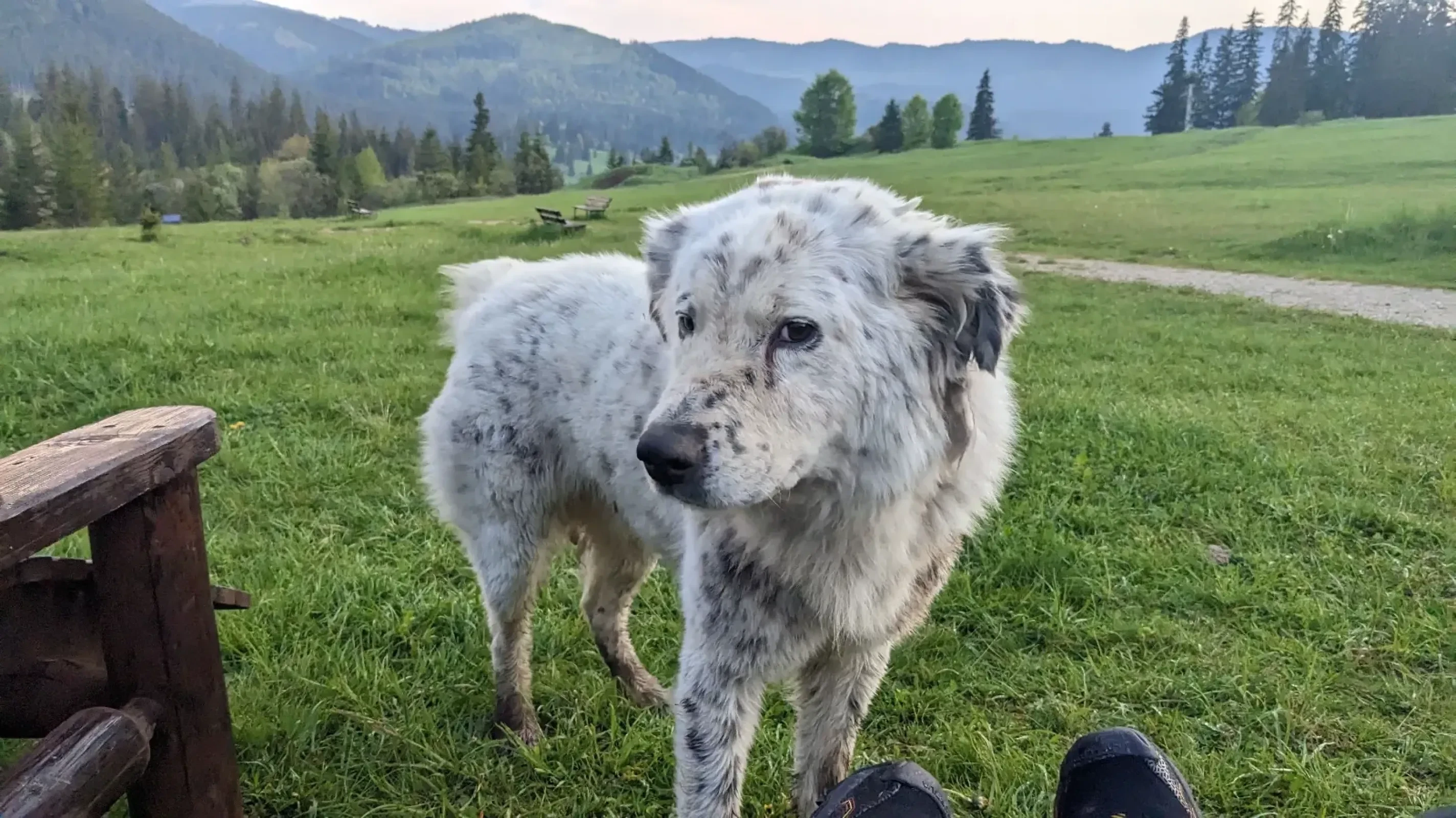 We even found another dog friend to enjoy the view with