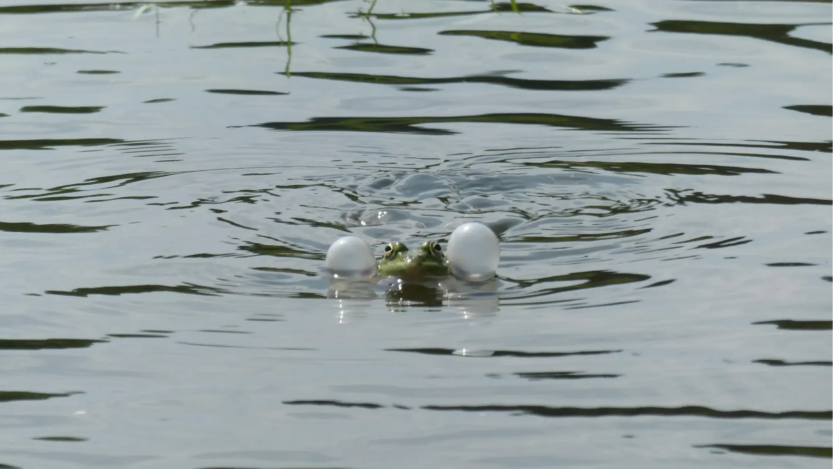 was home to a lot of noisy frogs..