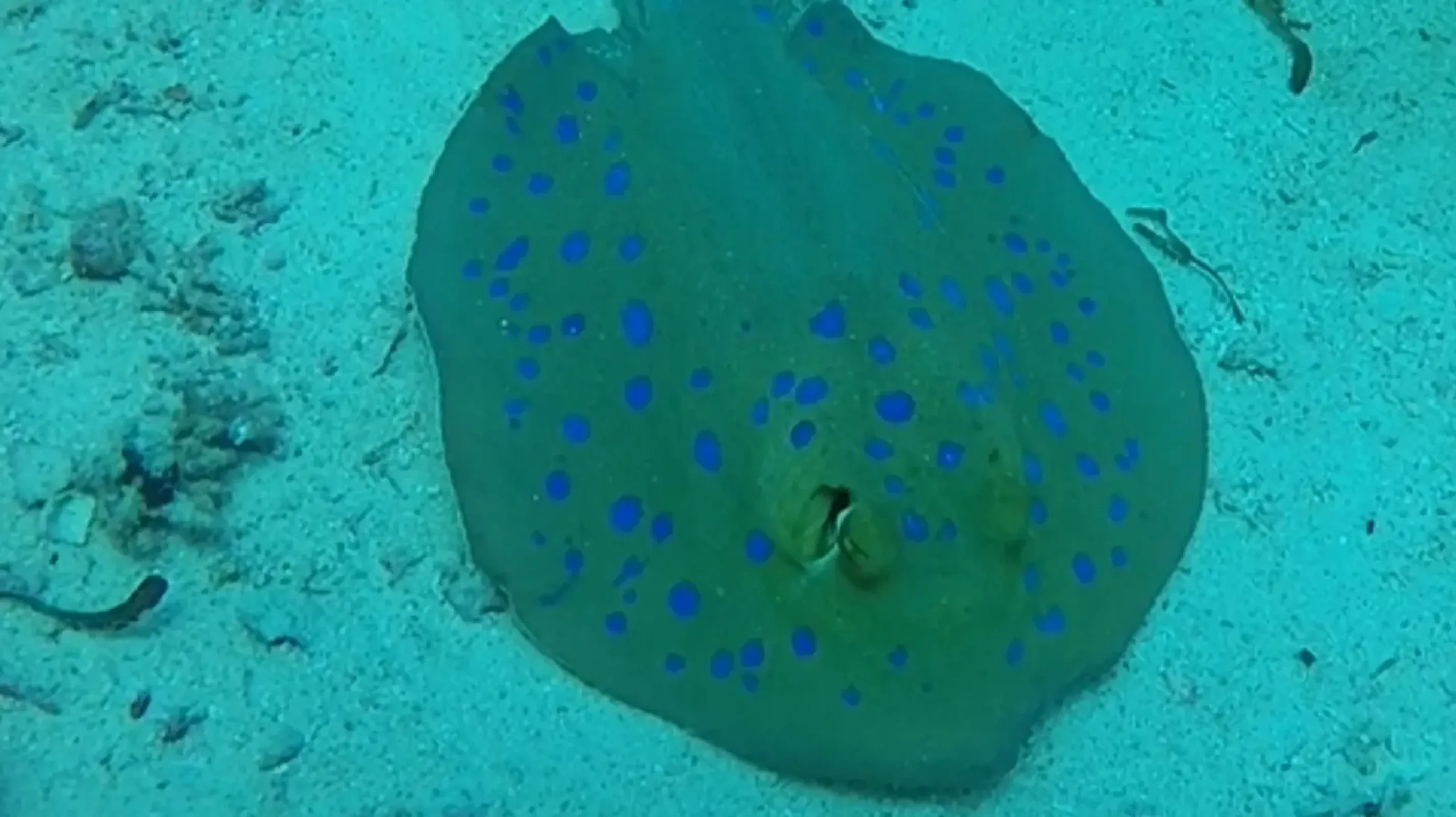 Blue Spotted Ray