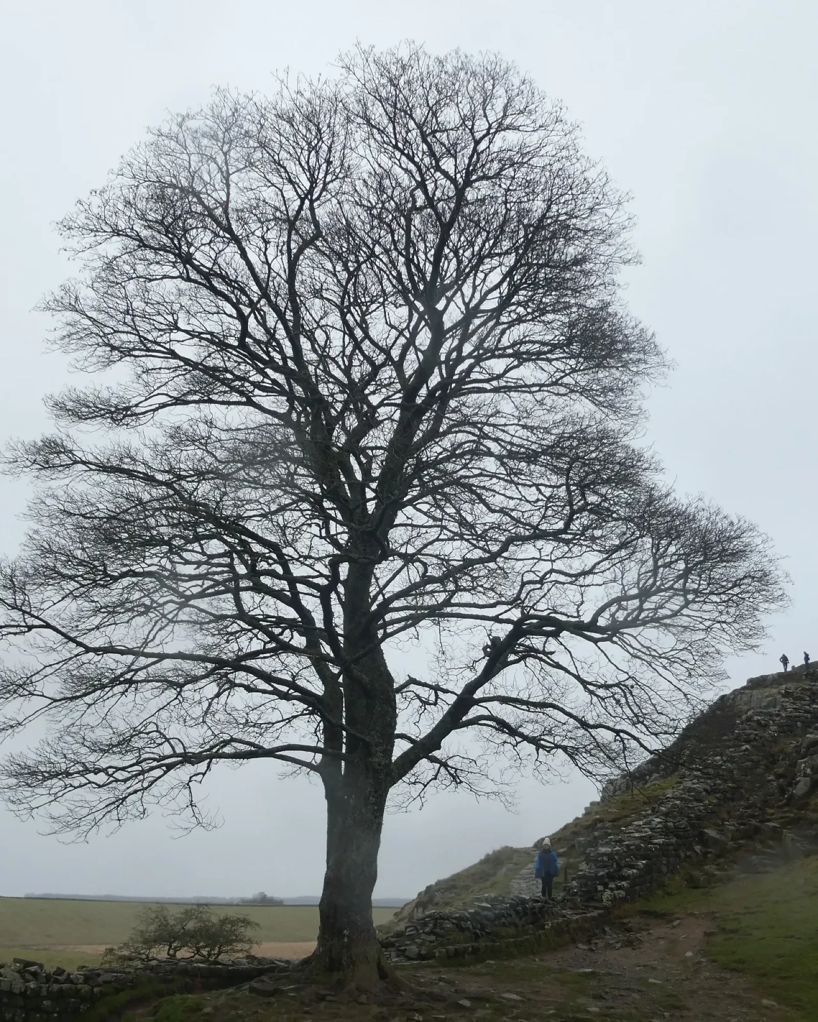 Sycamore Gap tree