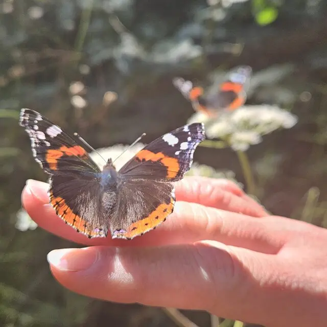 Part of the Red Admiral swarm