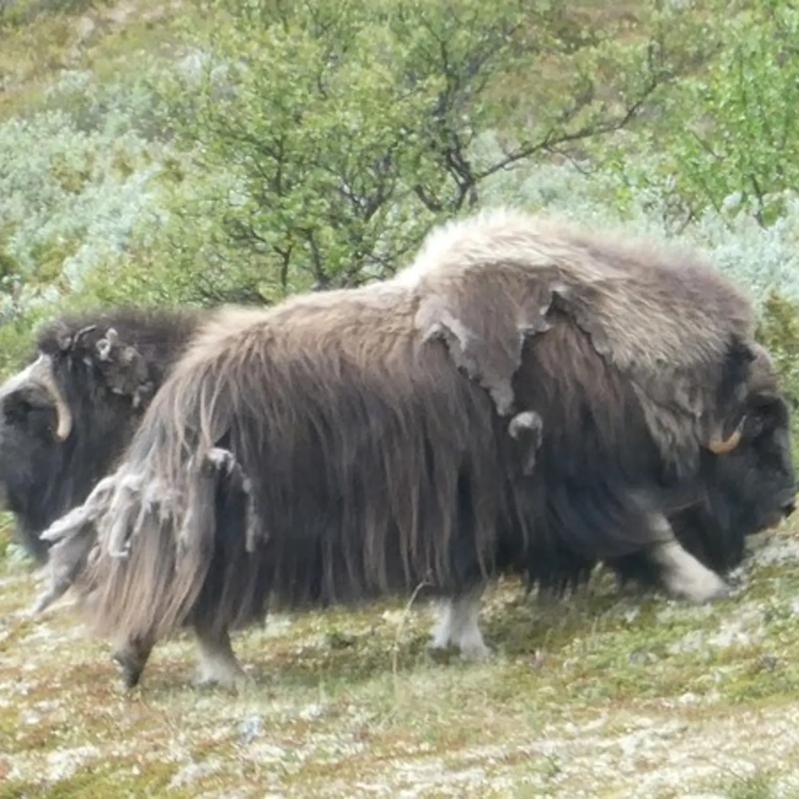 Norways very own Musk Ox