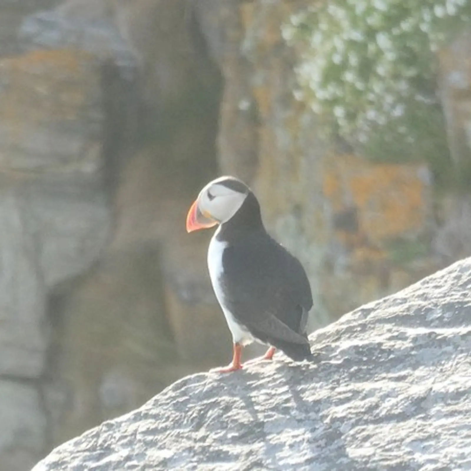 Thoughtful Puffin