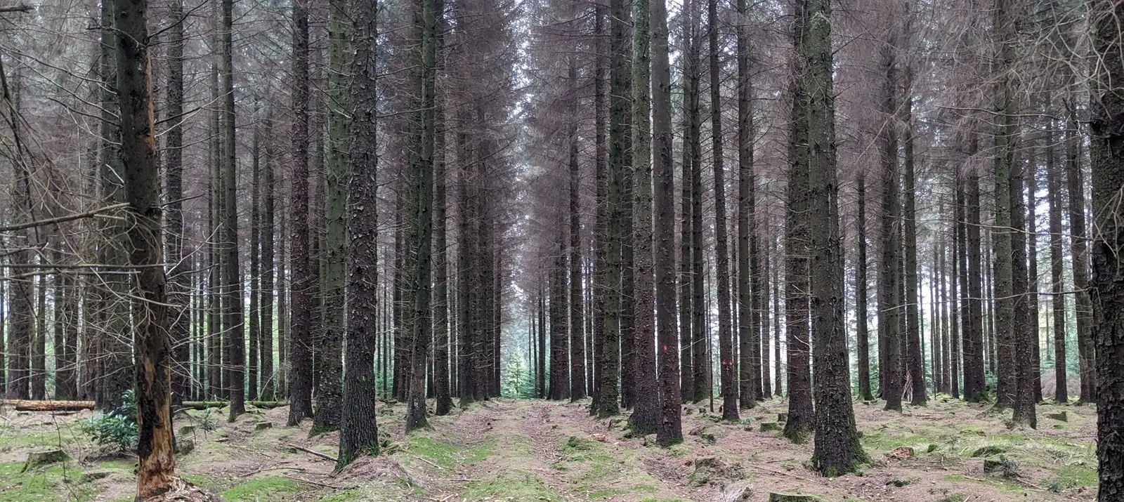 Perfect rows of identical trees