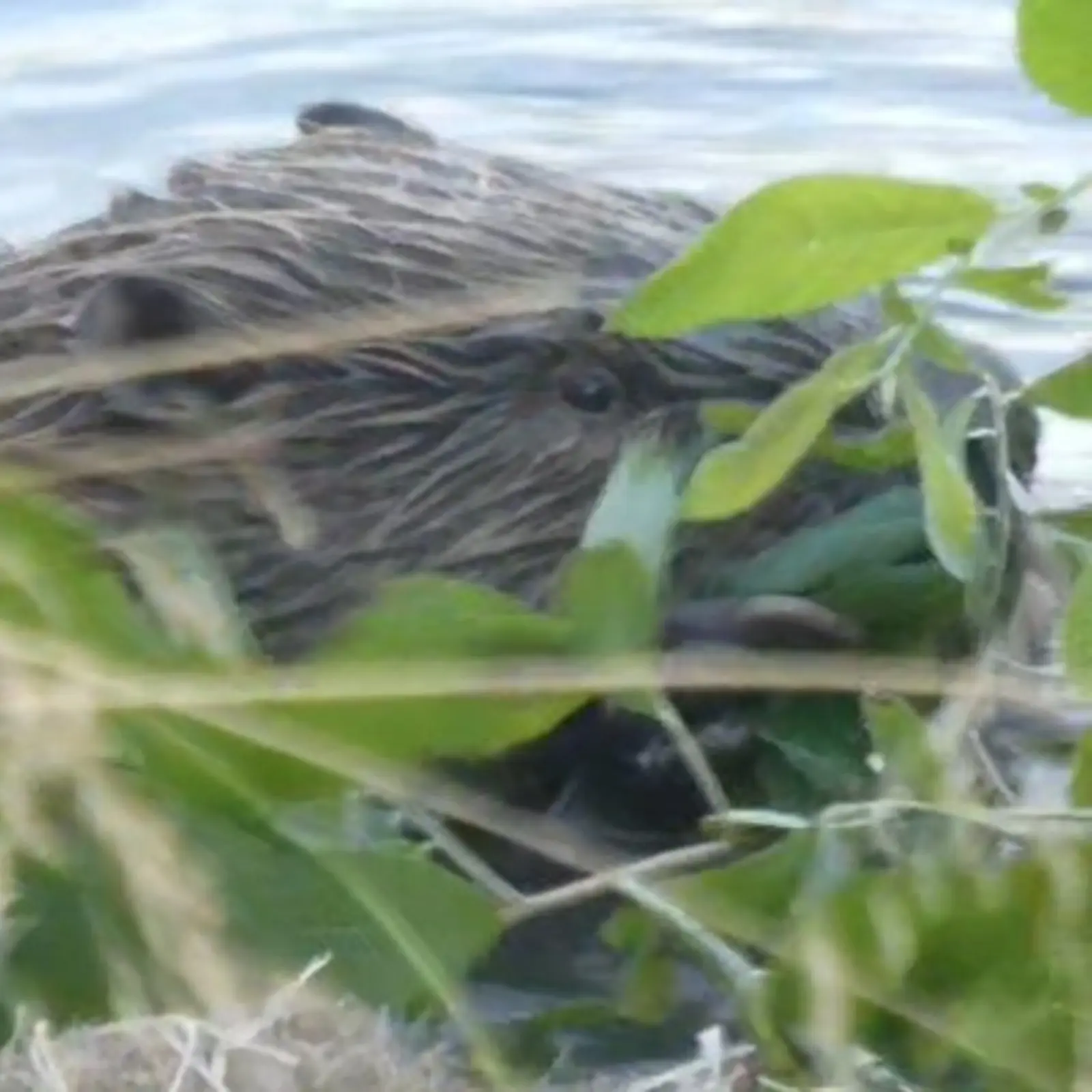 Beaver having a snack